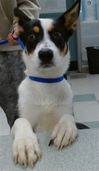 A474884, Adoptable, Young Female Australian Cattle Dog / Blue Heeler.