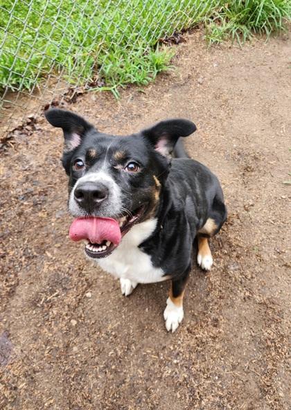 Enlarge Sophie, a Adoptable Rottweiler in Lafayette, IN image 1/3