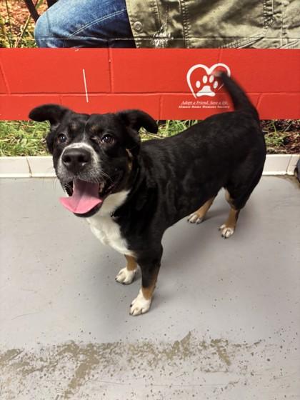 Enlarge Sophie, a Adoptable Rottweiler in Lafayette, IN image 2/3