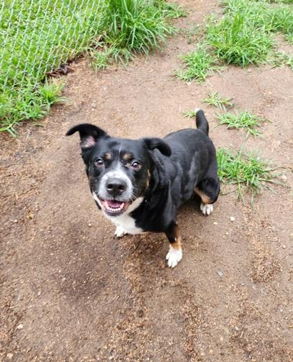 Enlarge Sophie, a Adoptable Rottweiler in Lafayette, IN image 3/3