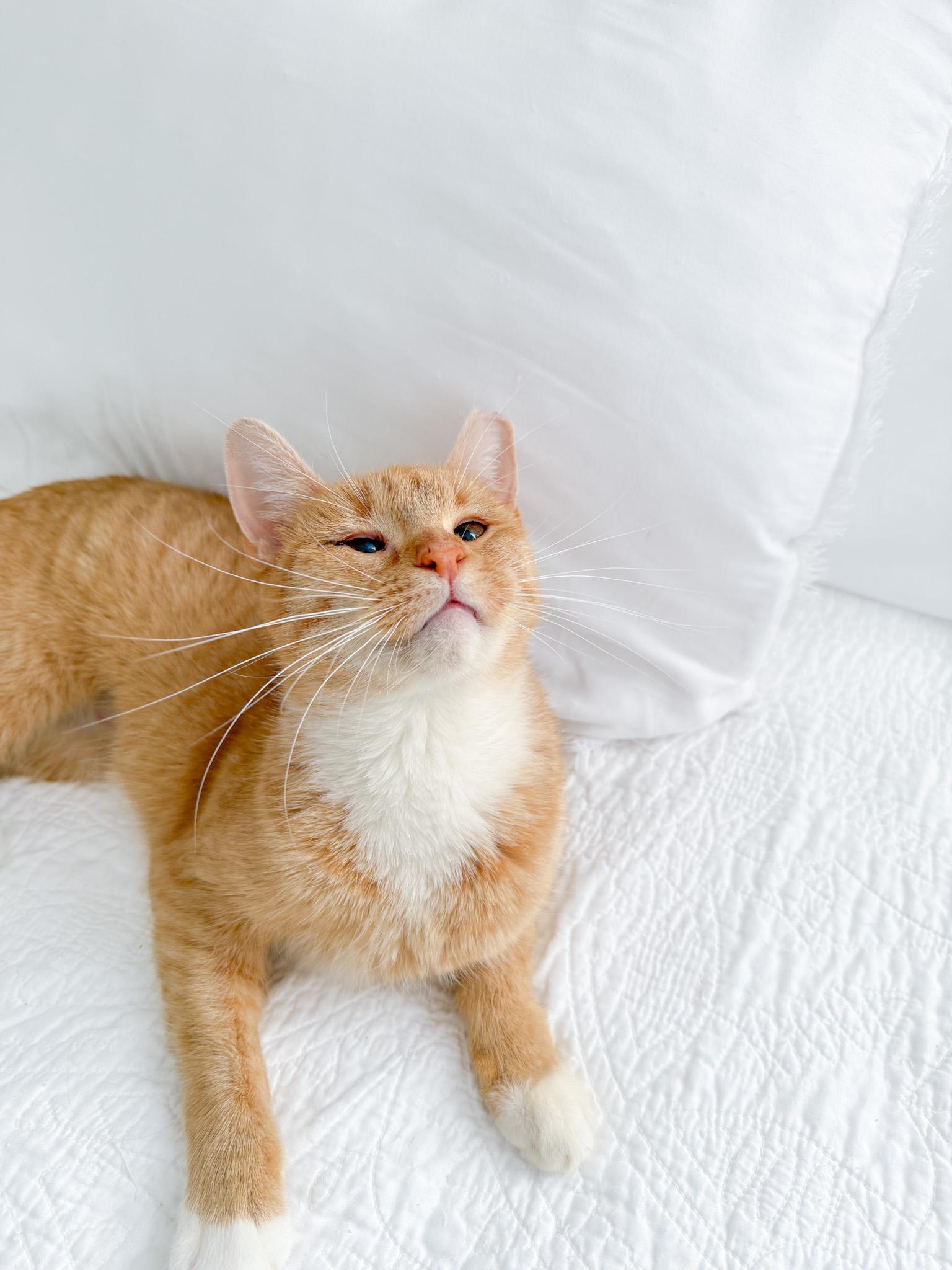 Peaches, Adoptable, Adult Female Tabby.