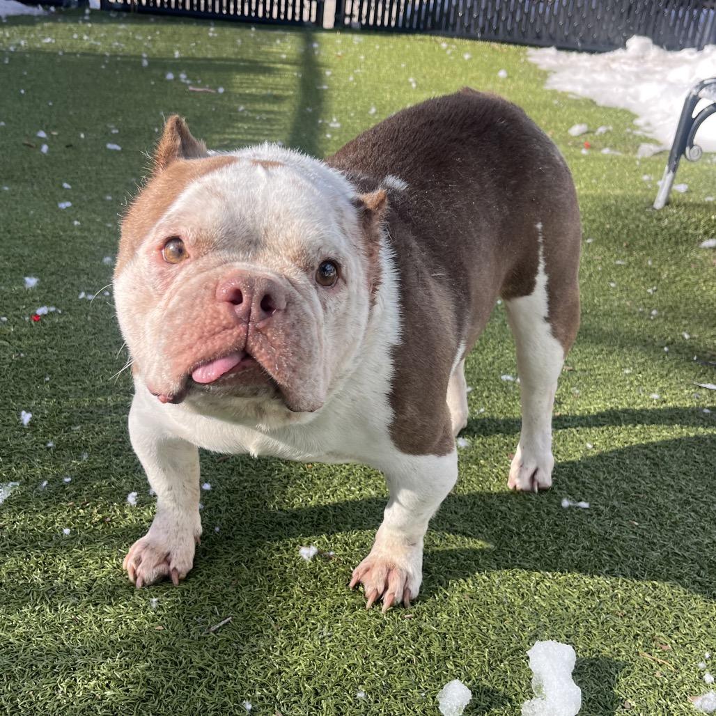 Enlarge Missy Snort Snort, a Adoptable mixed breed in Providence, RI image 1/6