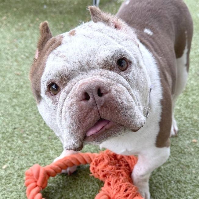 Enlarge Missy Snort Snort, a Adoptable mixed breed in Providence, RI image 2/6