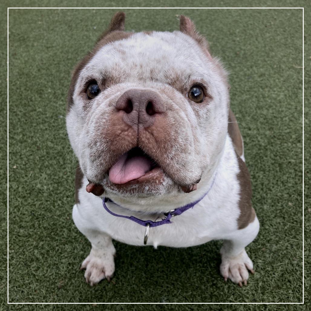 Enlarge Missy Snort Snort, a Adoptable mixed breed in Providence, RI image 2/6