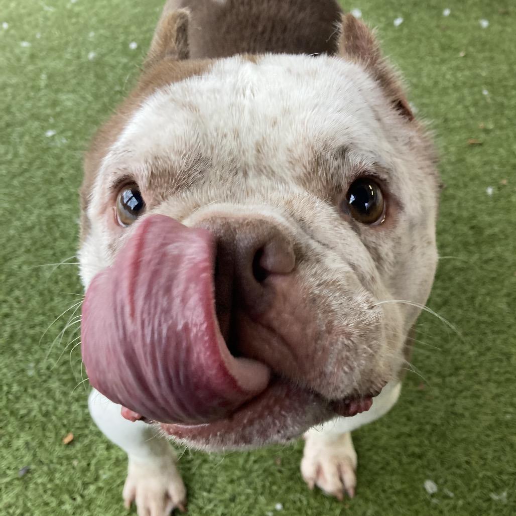 Enlarge Missy Snort Snort, a Adoptable mixed breed in Providence, RI image 3/6