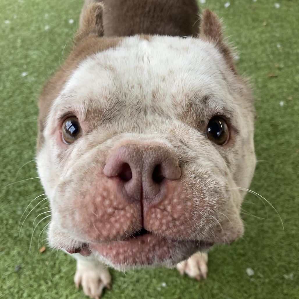 Enlarge Missy Snort Snort, a Adoptable mixed breed in Providence, RI image 4/6