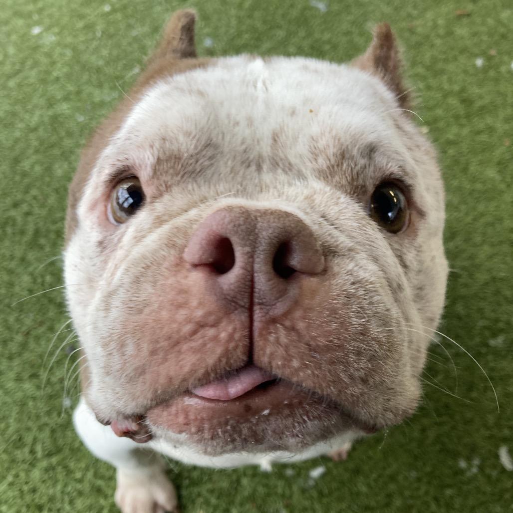 Enlarge Missy Snort Snort, a Adoptable mixed breed in Providence, RI image 5/6