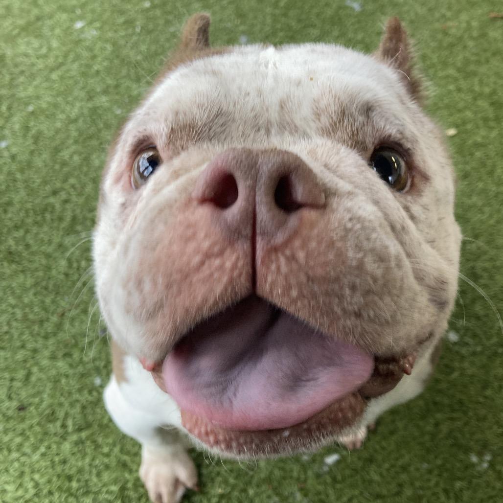 Enlarge Missy Snort Snort, a Adoptable mixed breed in Providence, RI image 6/6