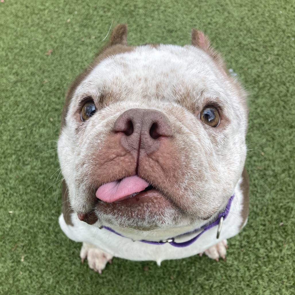Enlarge Missy Snort Snort, a Adoptable mixed breed in Providence, RI image 6/6