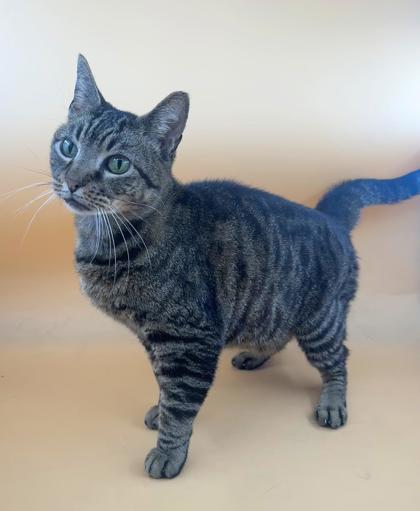 Ben, Adopted, Adult Male Domestic Short Hair.