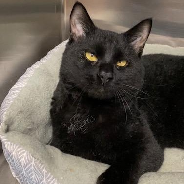 Pepper, Adoptable, Adult Male American Wirehair & Domestic Short Hair.