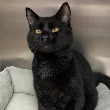 Enlarge Pepper, a Adoptable mixed breed in Collierville, TN image 2/6