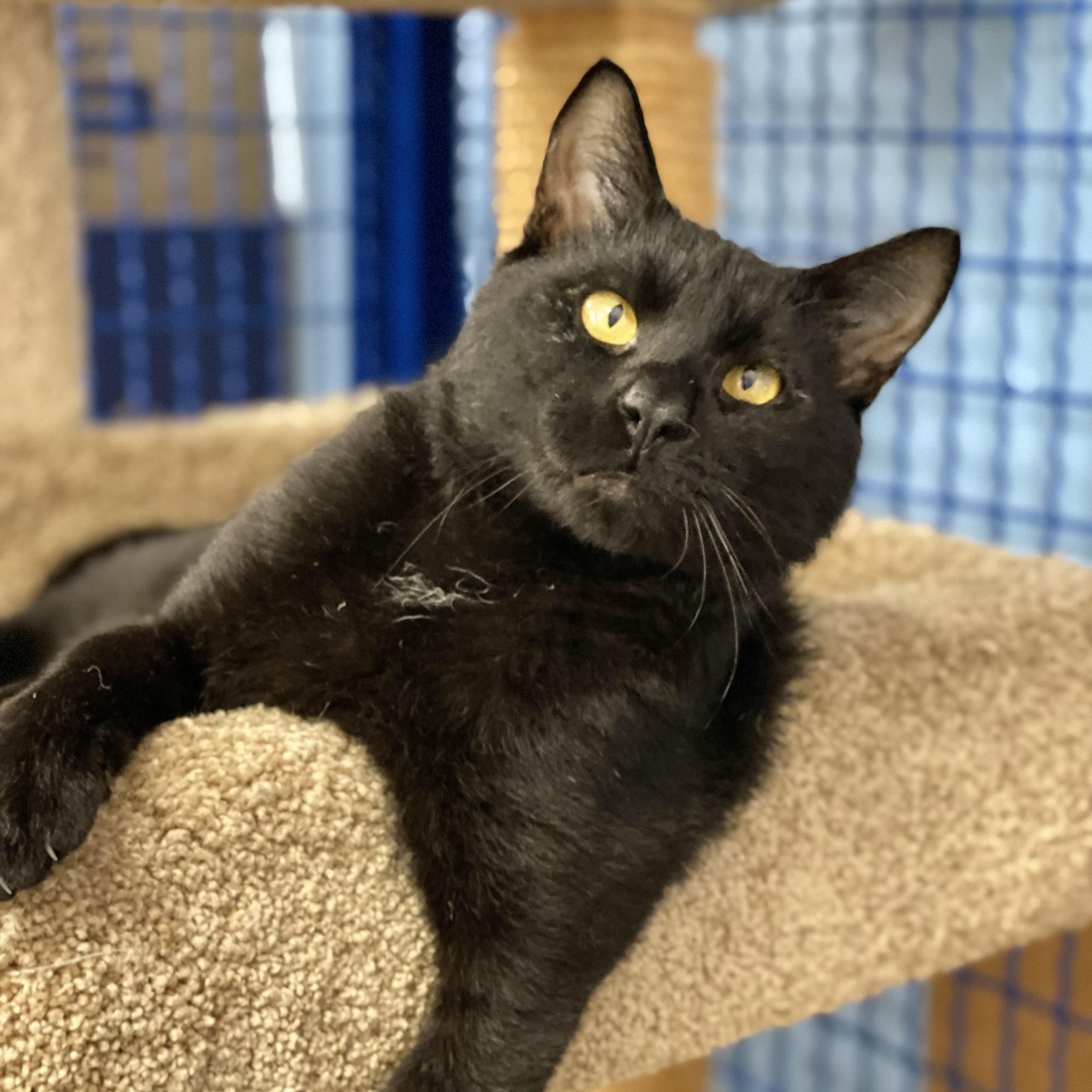 Pepper, a Adoptable Domestic Short Hair in Collierville, TN image 3/5