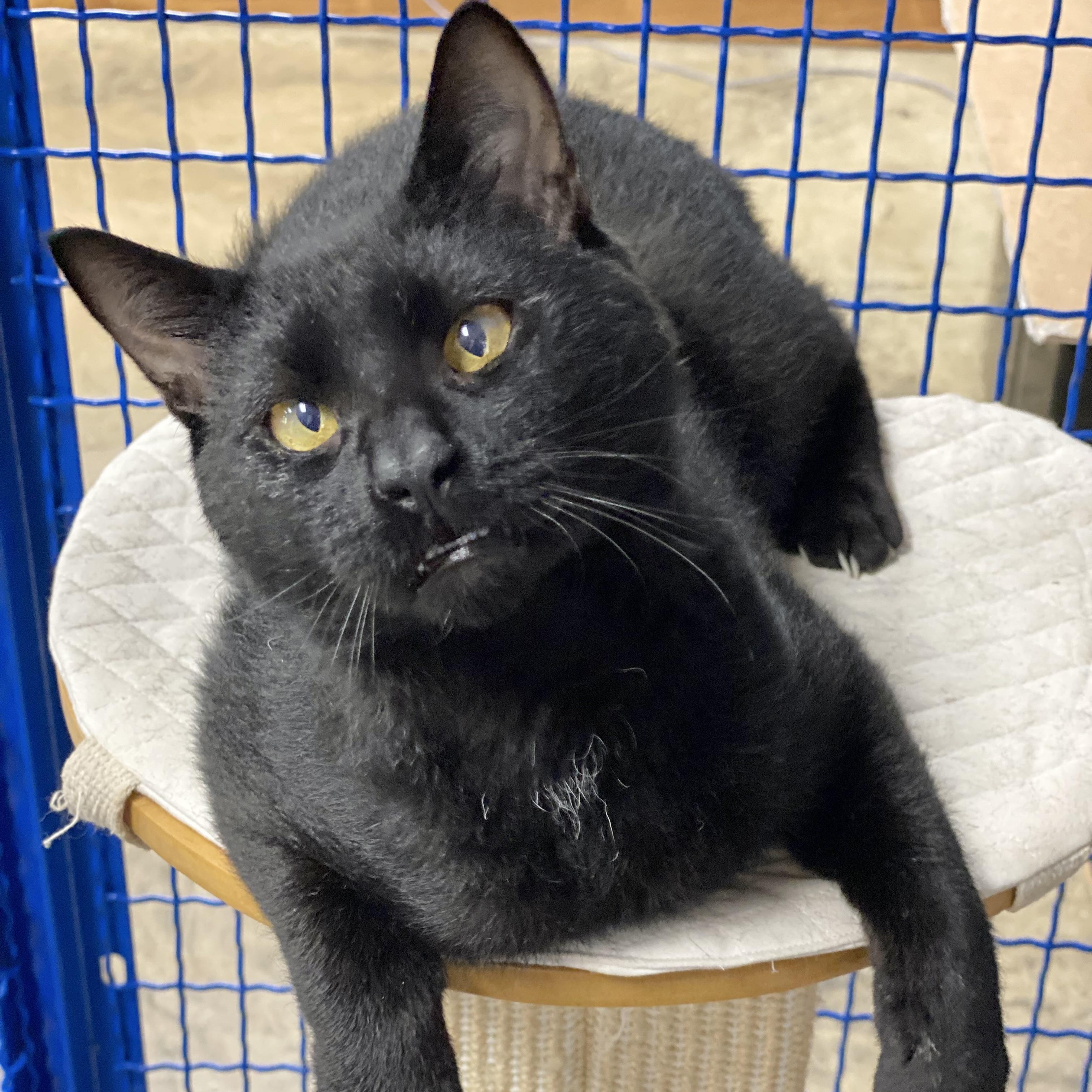 Pepper, a Adoptable Domestic Short Hair in Collierville, TN image 1/5