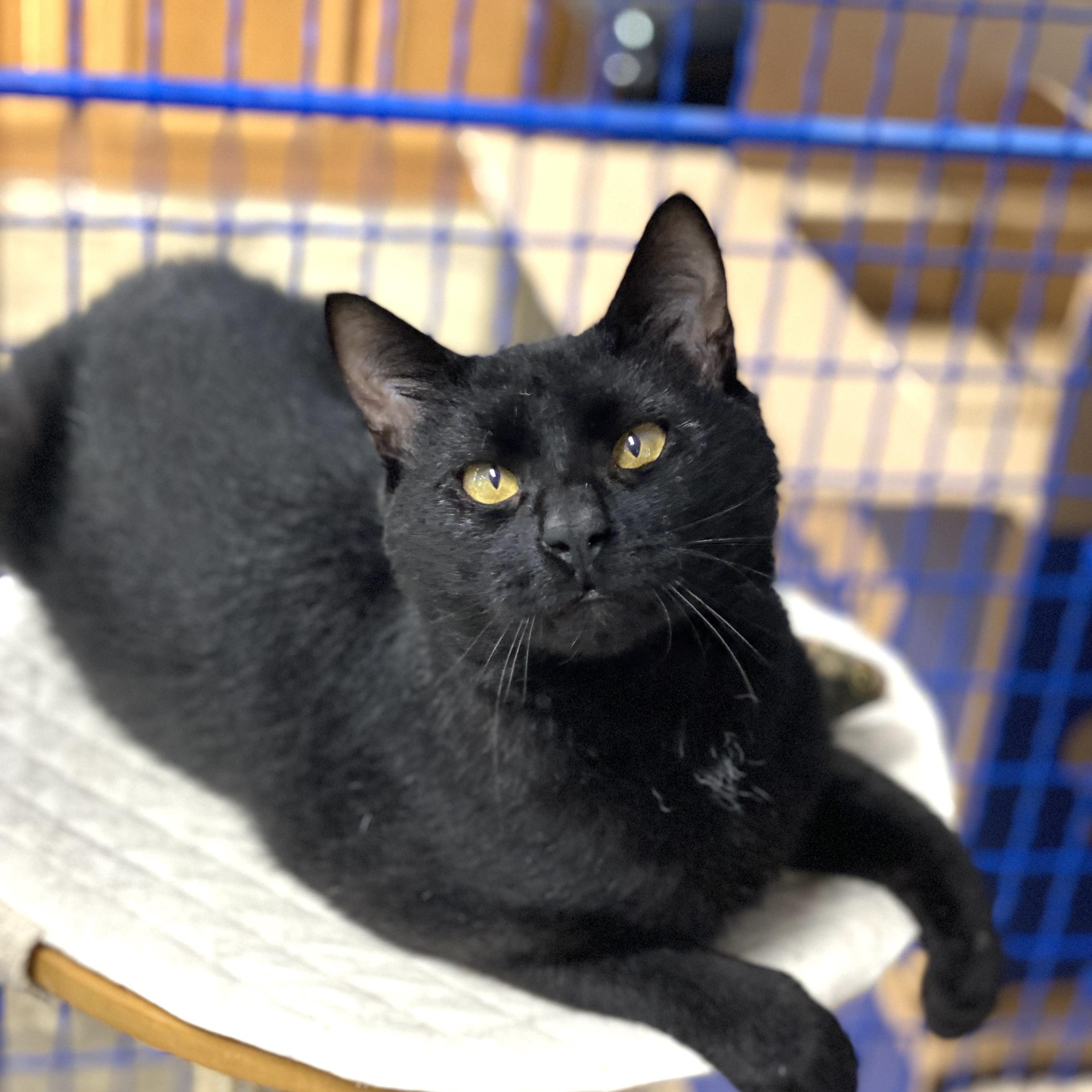 Pepper, a Adoptable Domestic Short Hair in Collierville, TN image 4/5