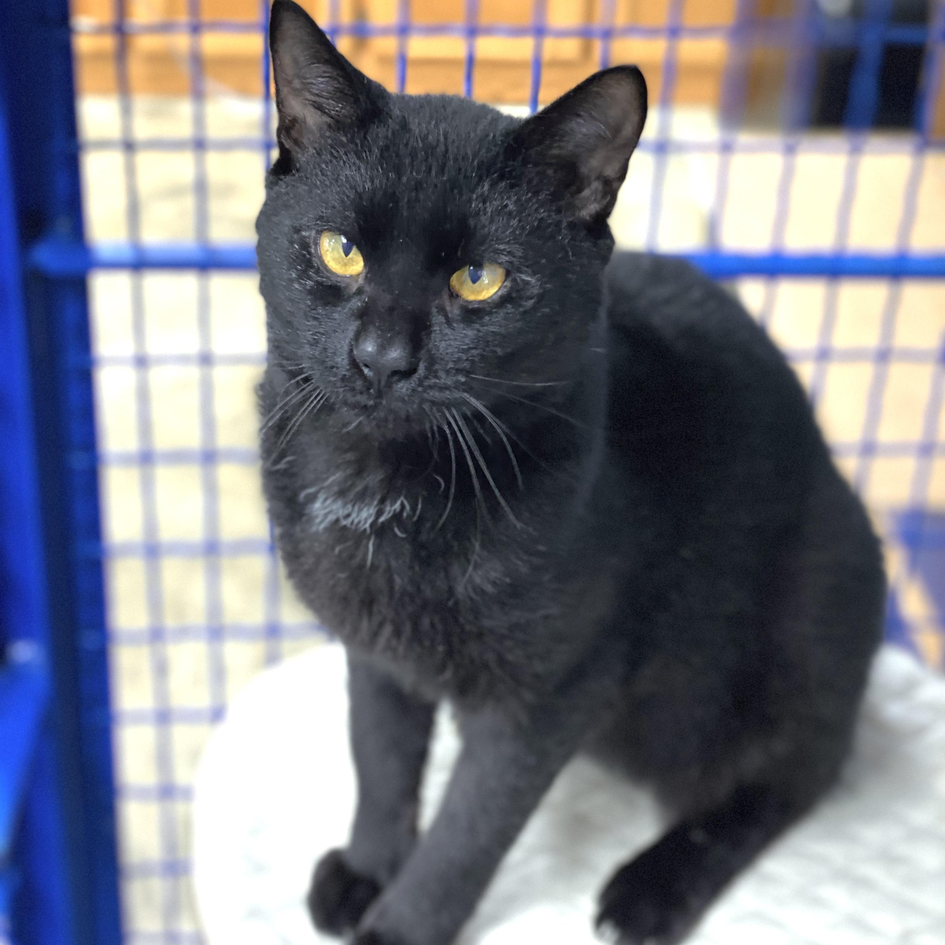 Pepper, a Adoptable Domestic Short Hair in Collierville, TN image 5/5