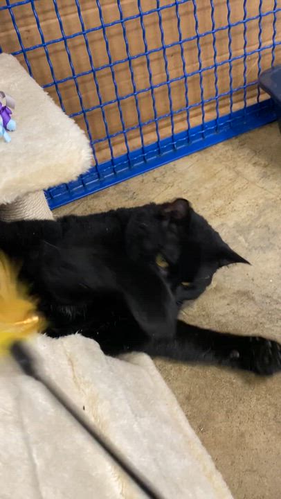 Enlarge Pepper, a Adoptable mixed breed in Collierville, TN video 5/6