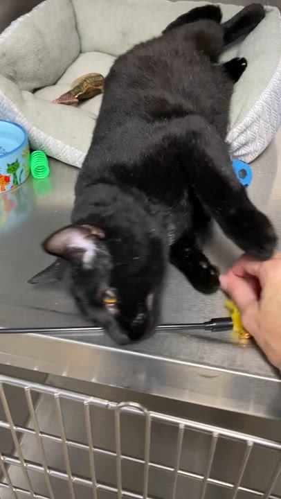 Enlarge Pepper, a Adoptable mixed breed in Collierville, TN video 6/6