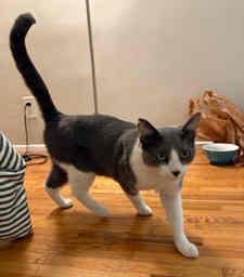 Gilbert, a Adoptable mixed breed image 1/3