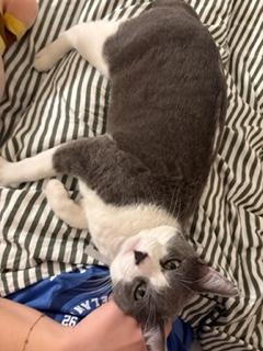 Gilbert, a Adoptable mixed breed image 2/3