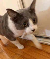 Gilbert, a Adoptable mixed breed image 3/3