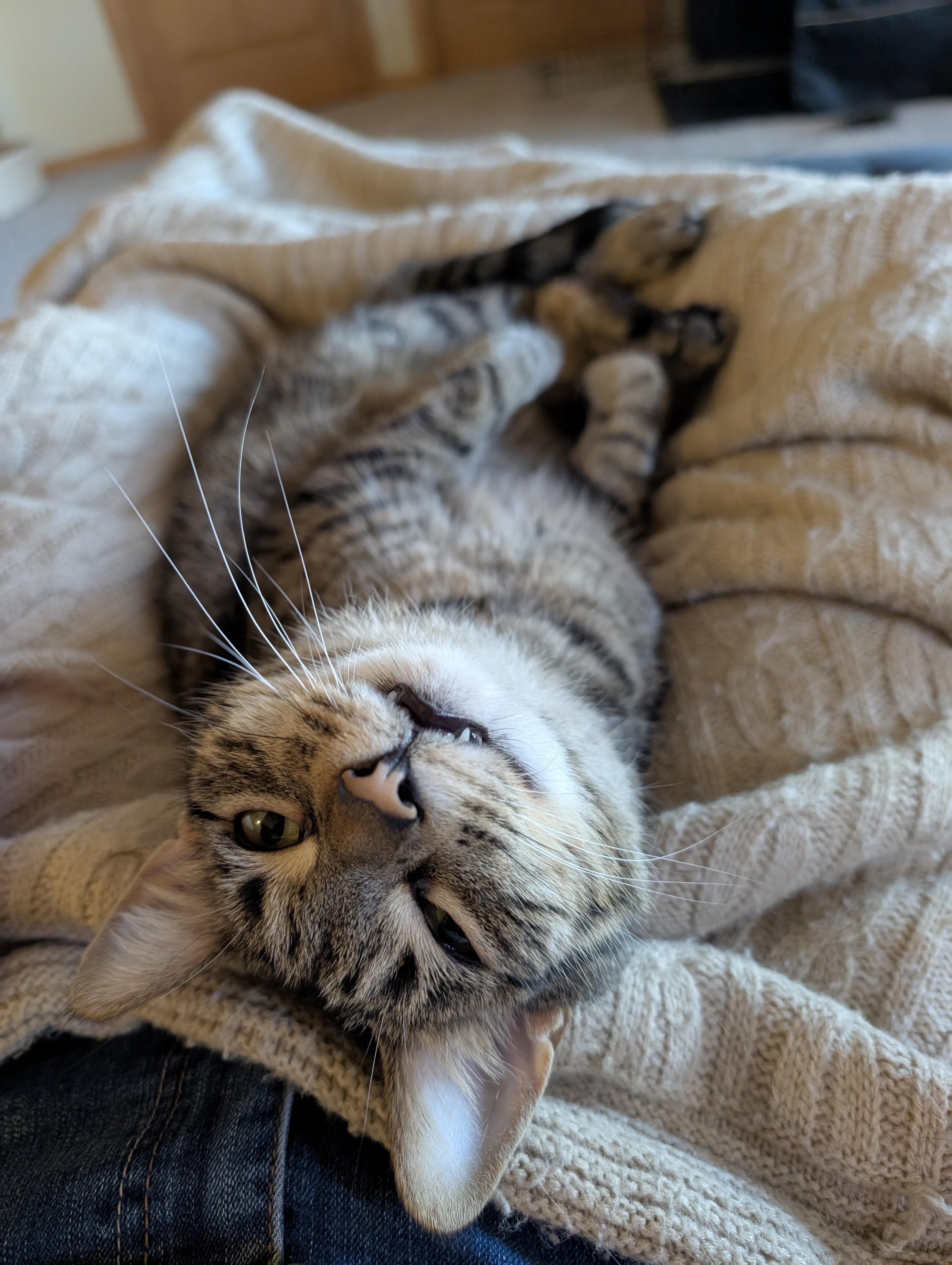 Kit Kat, Young Female Domestic Short Hair