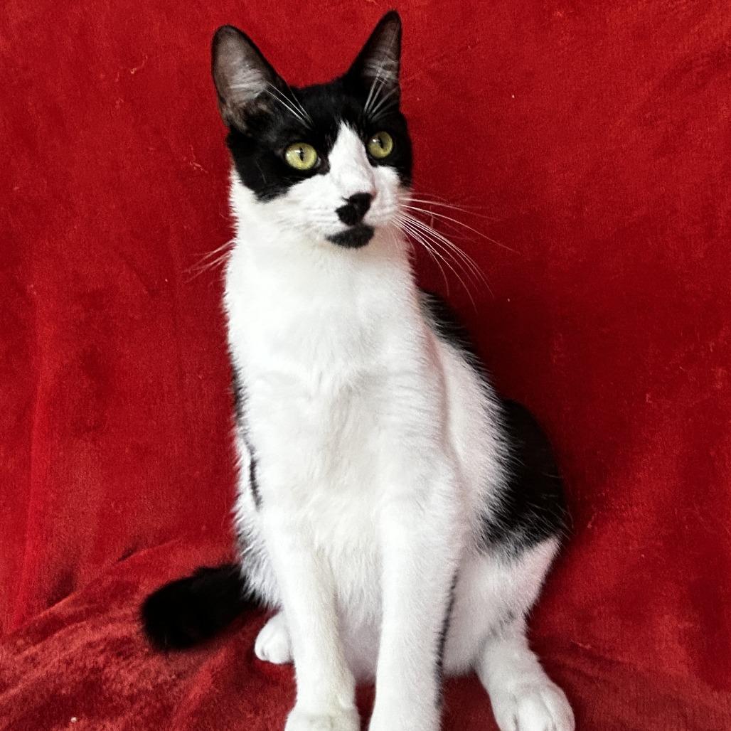 Skunk, Adoptable, Young Male Domestic Short Hair.