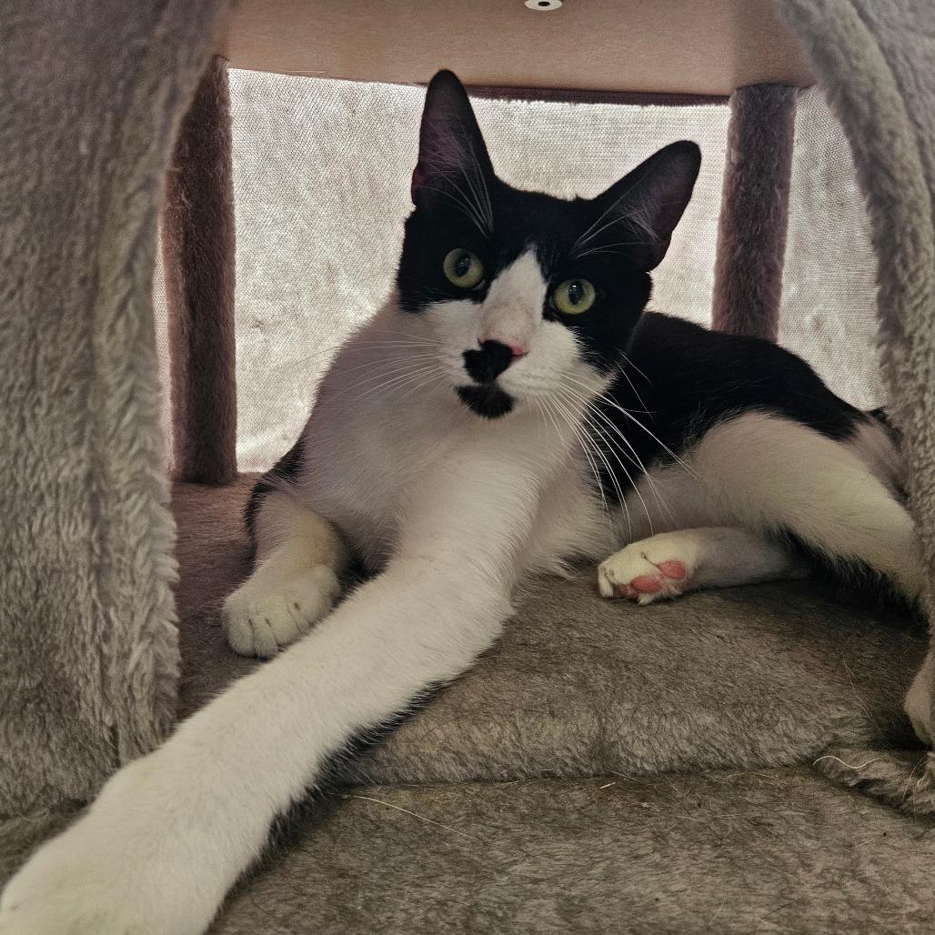 Enlarge Skunk, a Adoptable Domestic Short Hair in Conway, NH image 2/3
