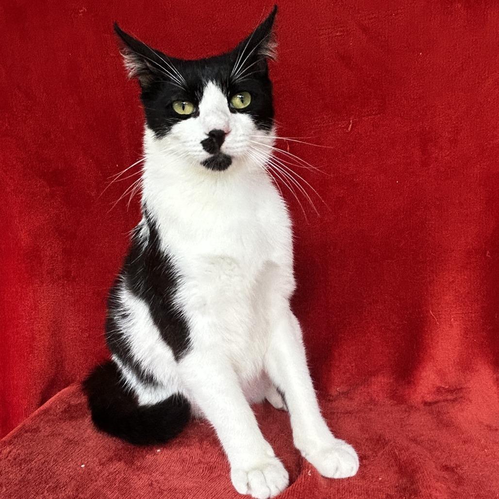 Enlarge Skunk, a Adoptable Domestic Short Hair in Conway, NH image 3/3