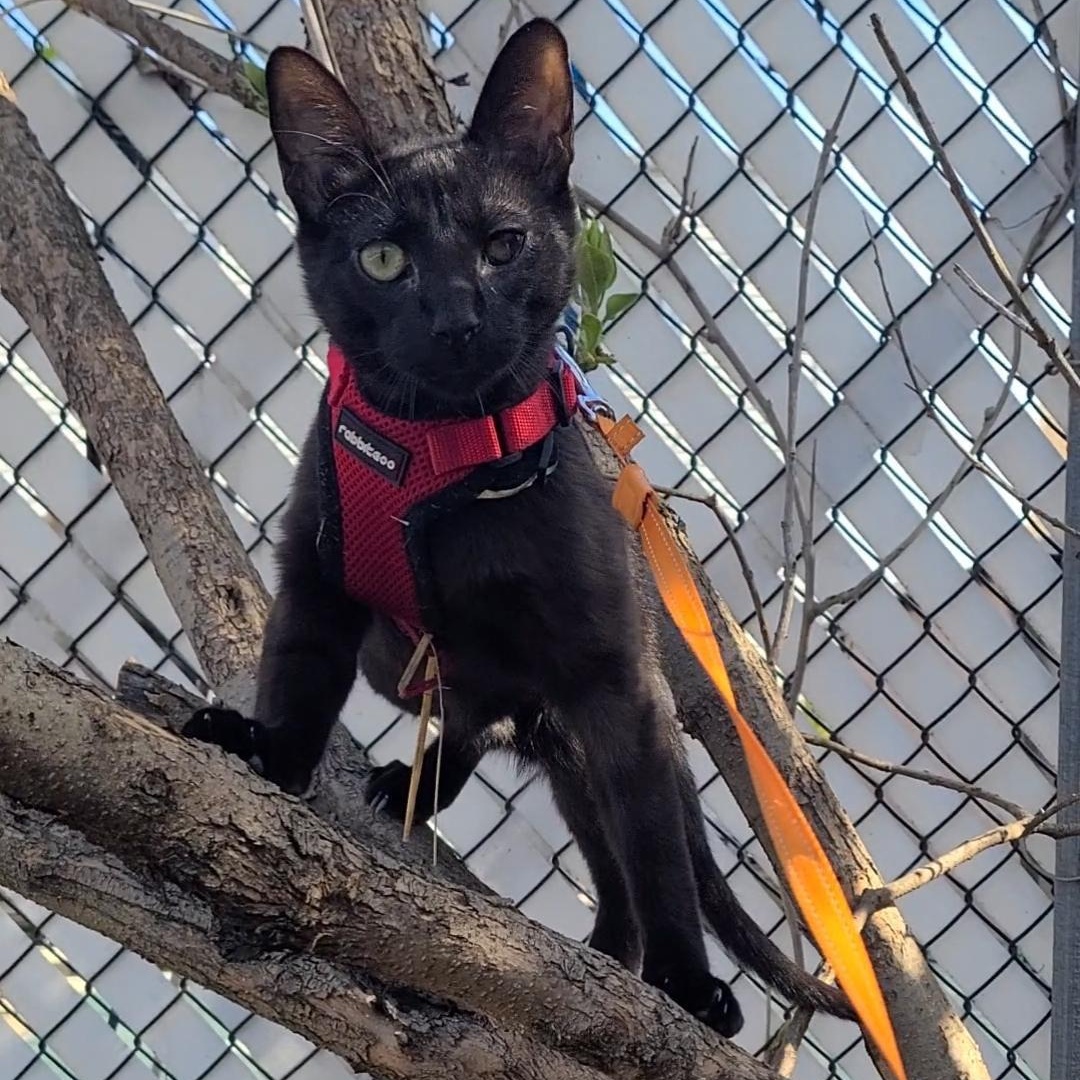 Solè, Adoptable, Young Male American Shorthair.
