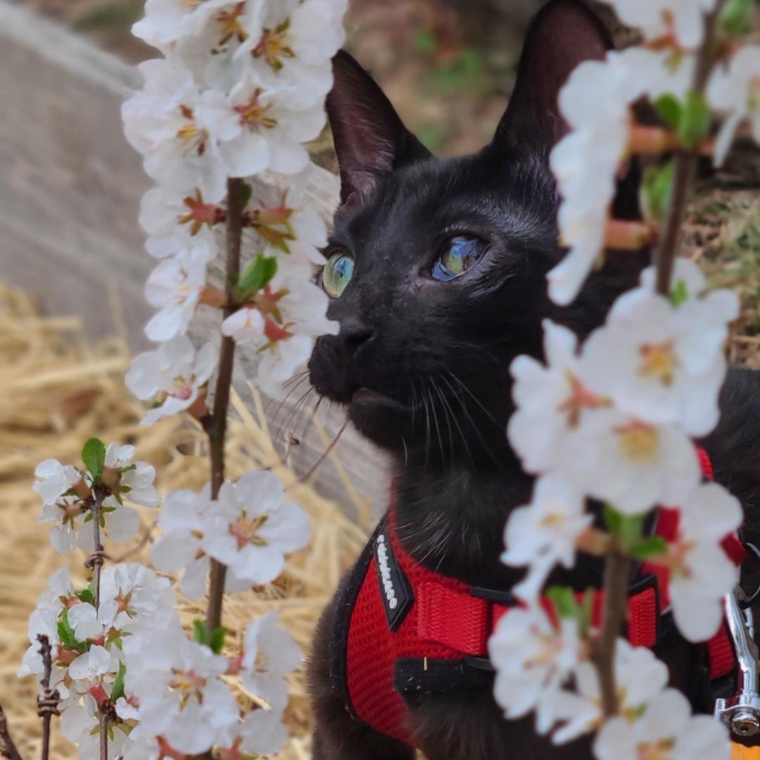 Enlarge Solè, a Adoptable American Shorthair in Brooklyn, NY image 2/5