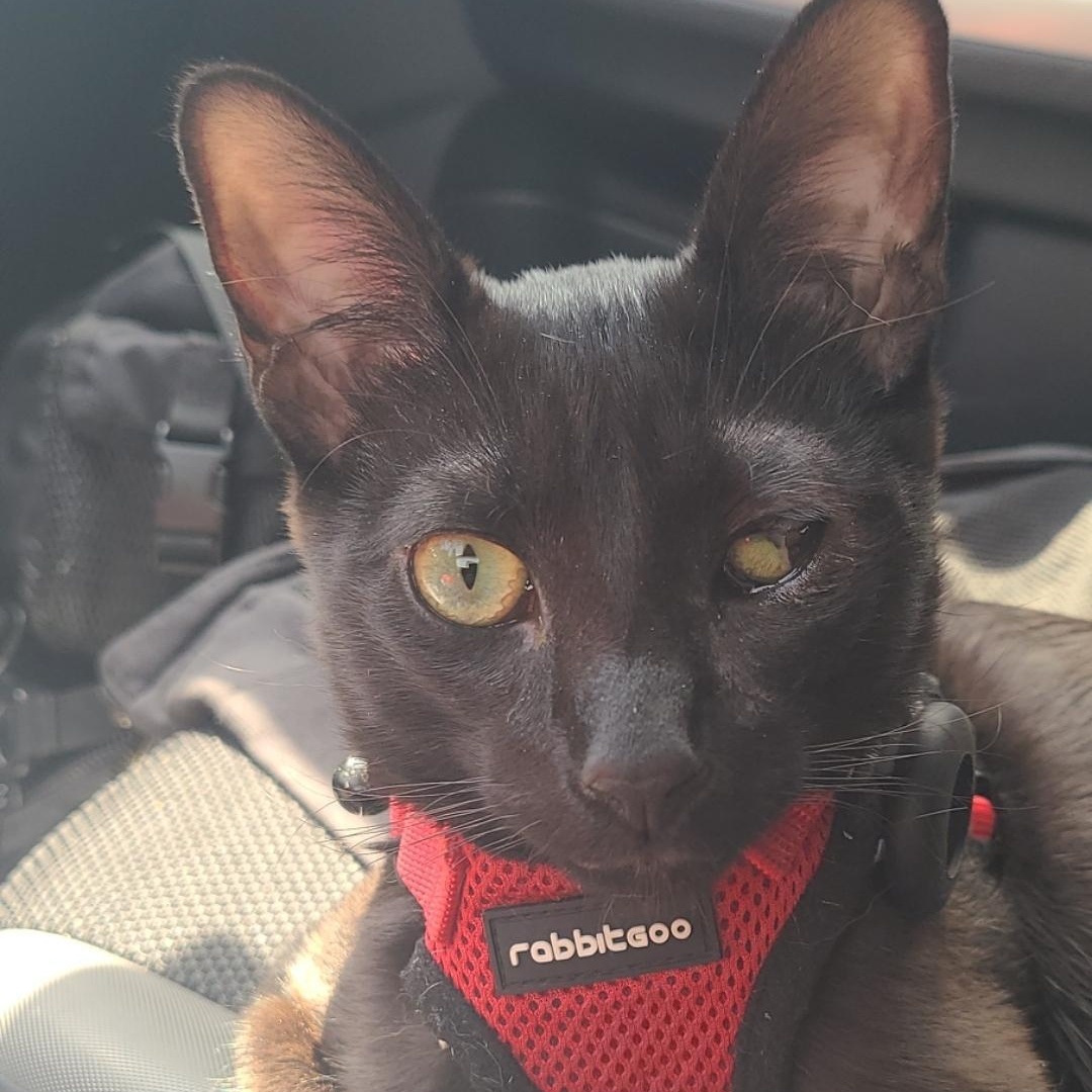 Enlarge Solè, a Adoptable American Shorthair in Brooklyn, NY image 4/5