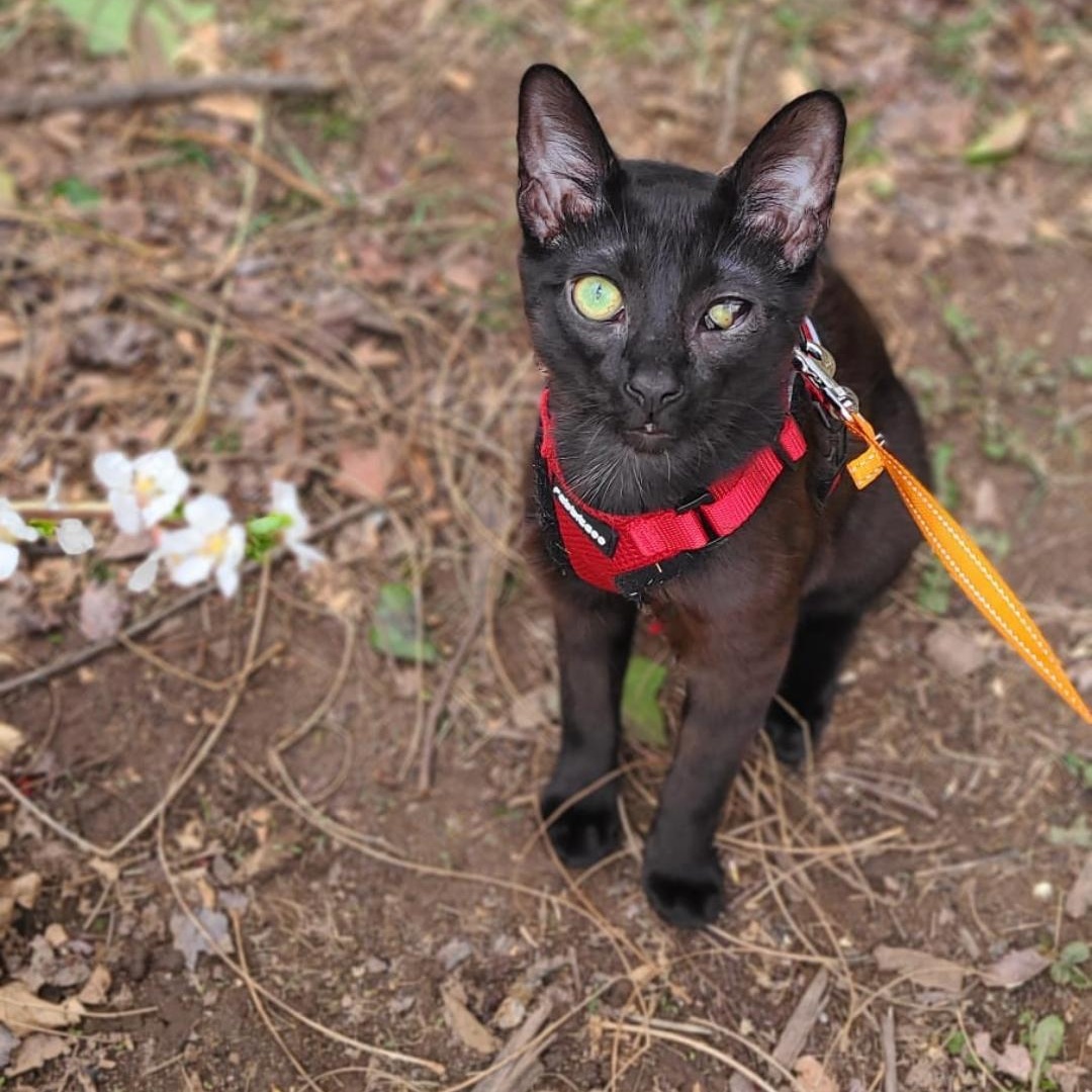 Enlarge Solè, a Adoptable American Shorthair in Brooklyn, NY image 3/5