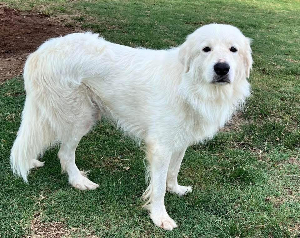 Sebastian, Adoptable, Adult Male Great Pyrenees.
