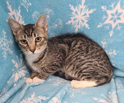 Enlarge 6859 (Scout), a Adoptable Domestic Short Hair in Lake City, MI image 1/1