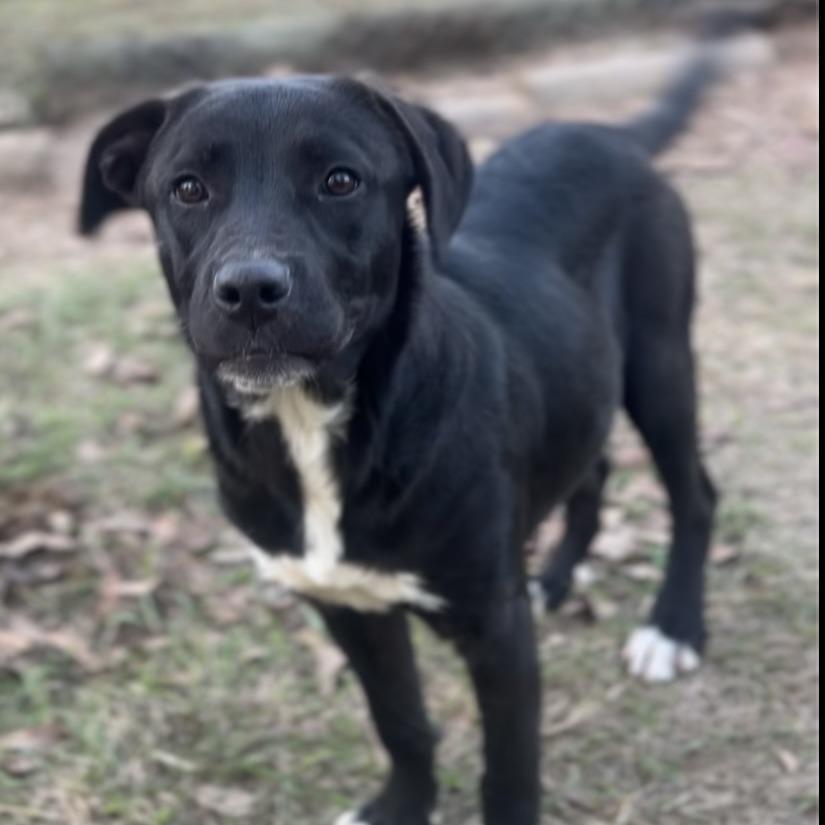 Enlarge Faith, a Adoptable mixed breed in Wiggins, MS image 1/1