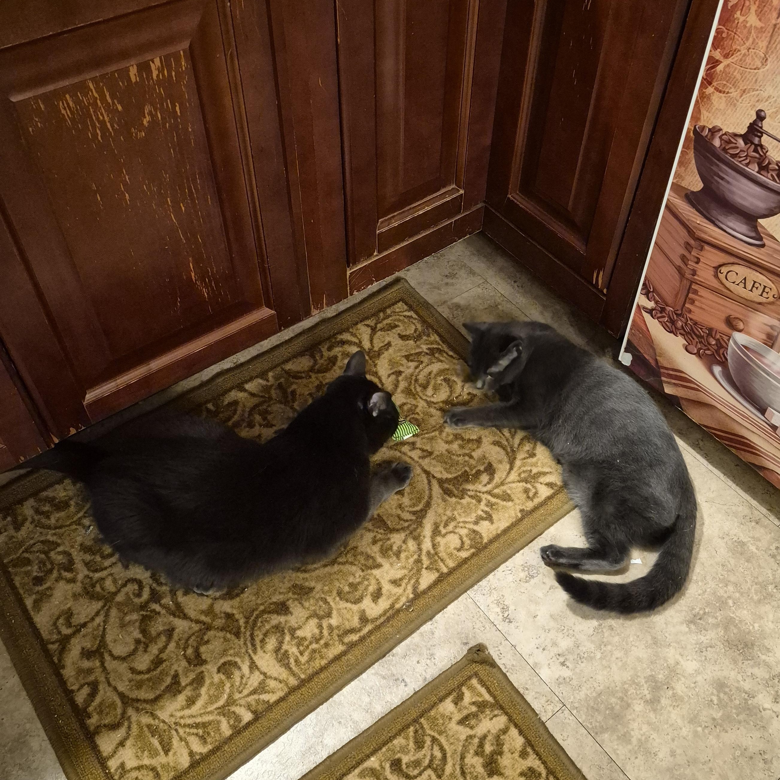 Enlarge Breeze, a ADOPTABLE Domestic Short Hair in Keansburg, NJ image 3/6