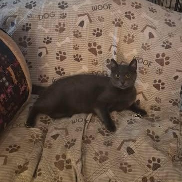 Enlarge Breeze, a ADOPTABLE Domestic Short Hair in Keansburg, NJ image 2/6