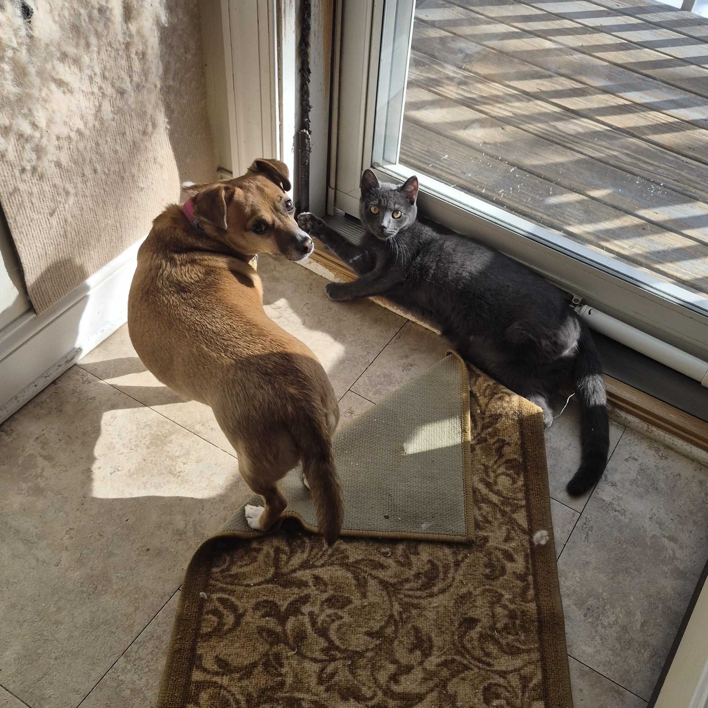 Enlarge Breeze, a ADOPTABLE Domestic Short Hair in Keansburg, NJ image 4/6