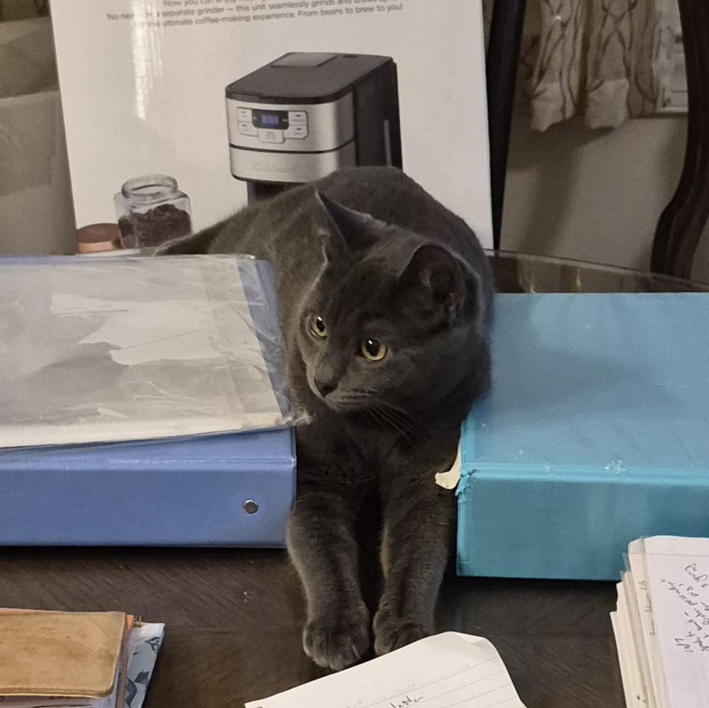 Enlarge Breeze, a ADOPTABLE Domestic Short Hair in Keansburg, NJ image 6/6