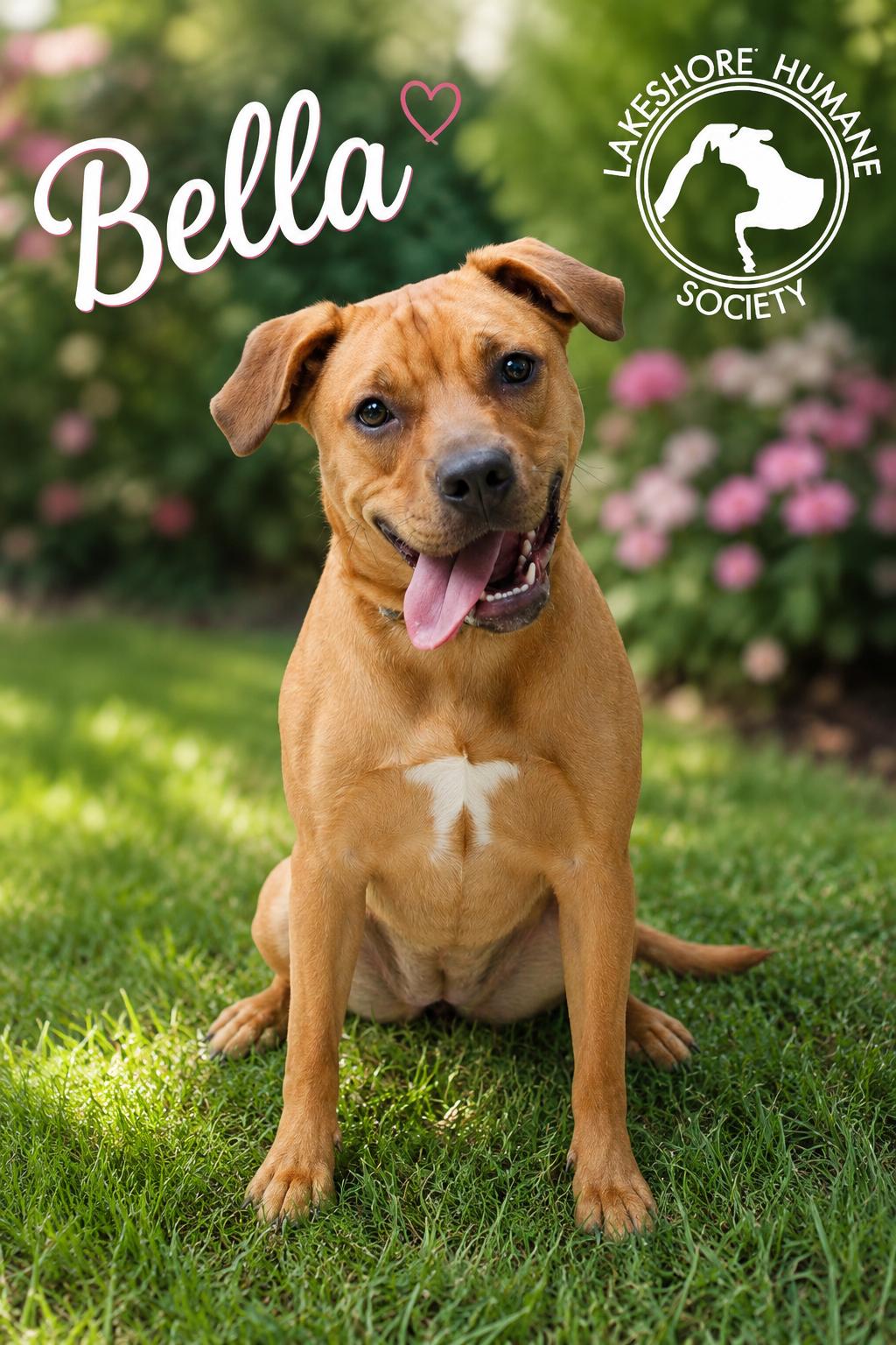 Enlarge Bella, a Adopted mixed breed in Dunkirk, NY image 1/1