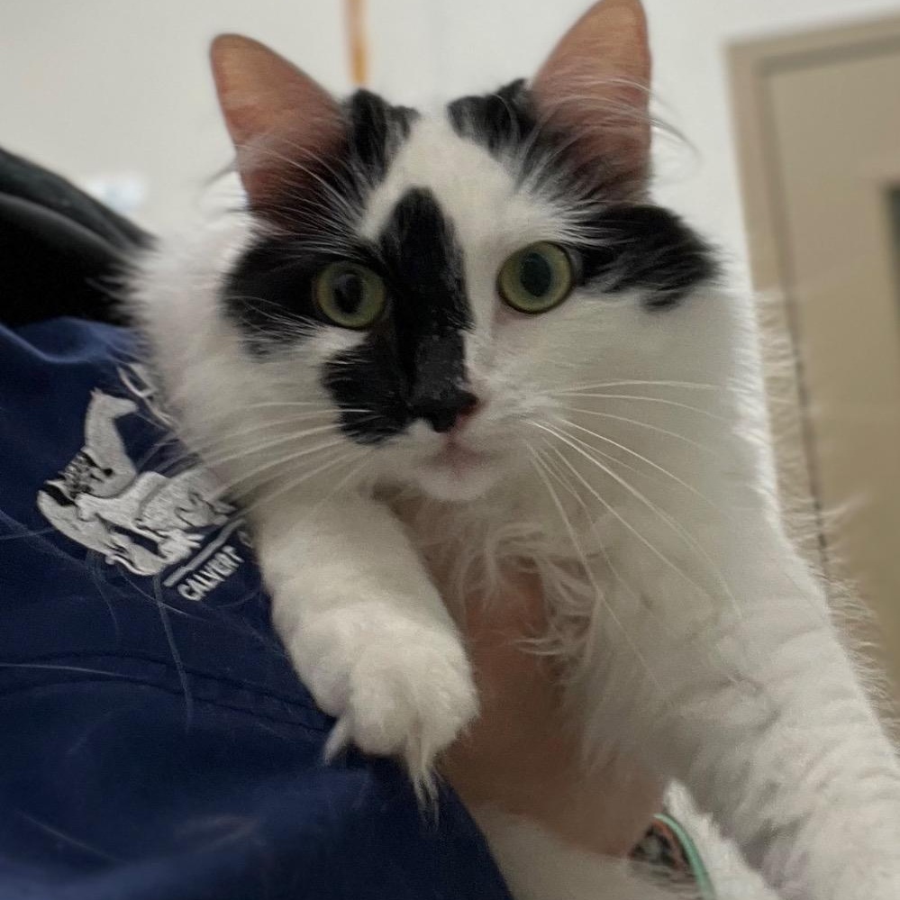 Enlarge Ella, a Adoptable Domestic Long Hair in Prince Frederick, MD image 2/5