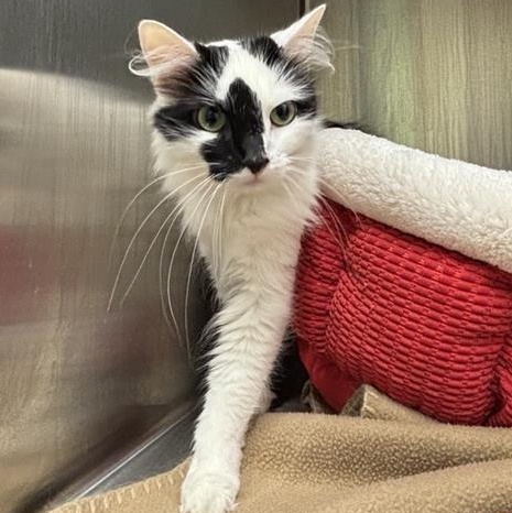 Enlarge Ella, a Adoptable Domestic Long Hair in Prince Frederick, MD image 3/5