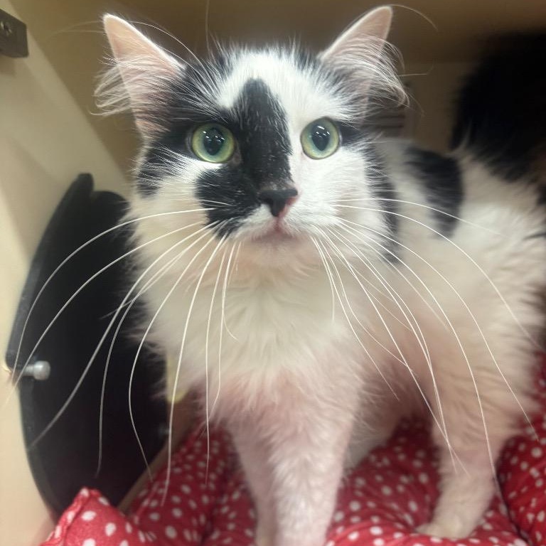 Enlarge Ella, a Adoptable Domestic Long Hair in Prince Frederick, MD image 1/5