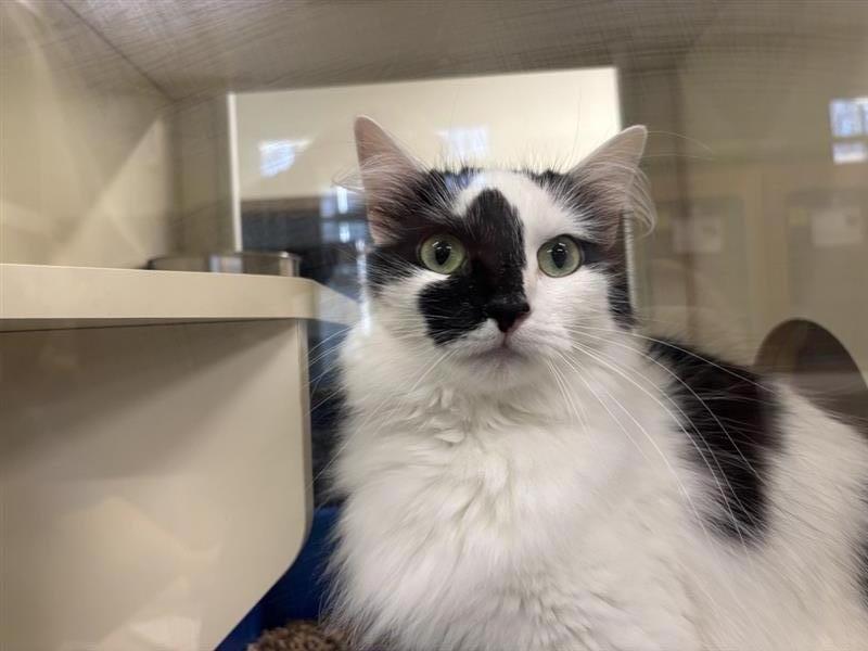 Enlarge Ella, a Adoptable Domestic Long Hair in Prince Frederick, MD image 5/5