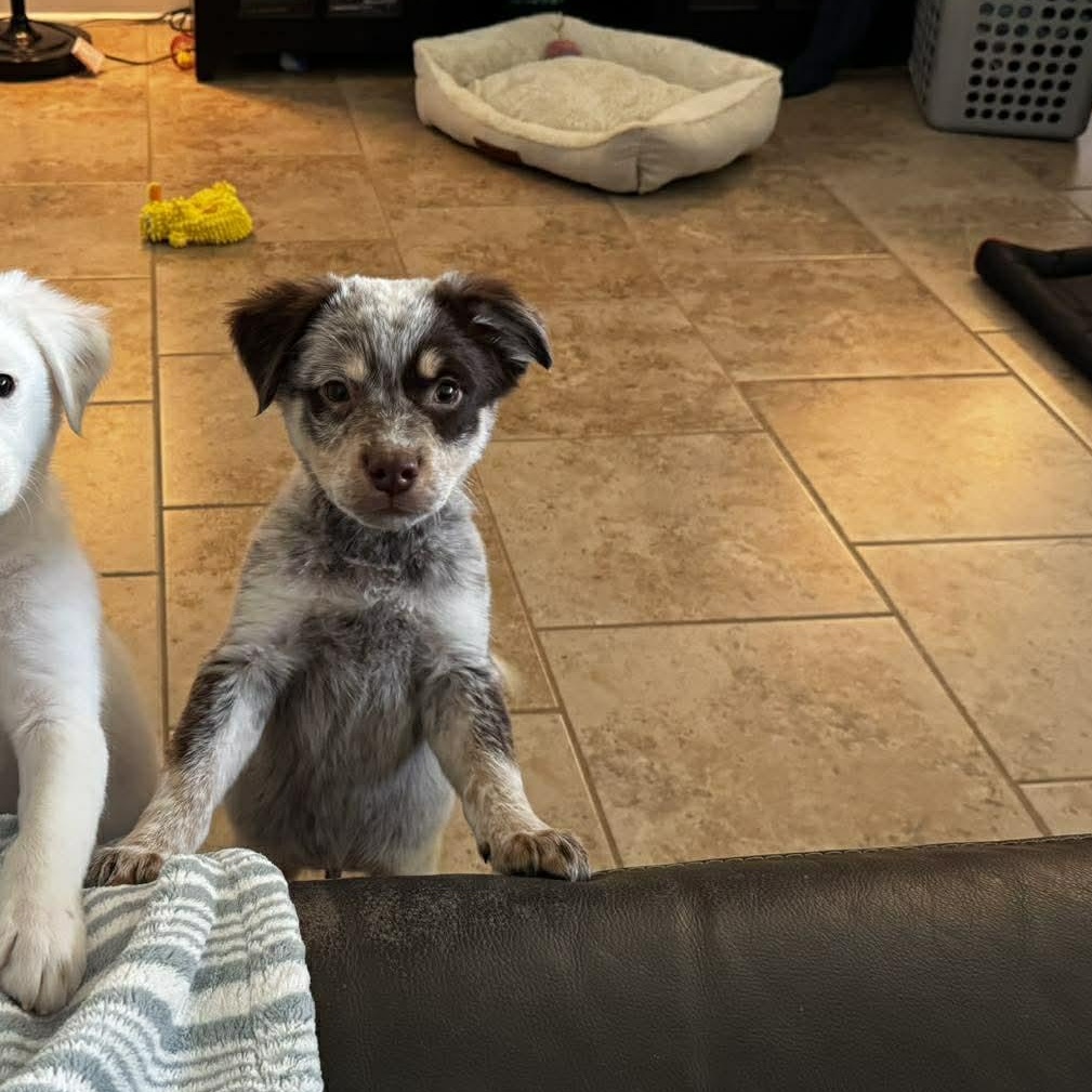 Jack, adopted, Puppy Male Australian Shepherd & Terrier.