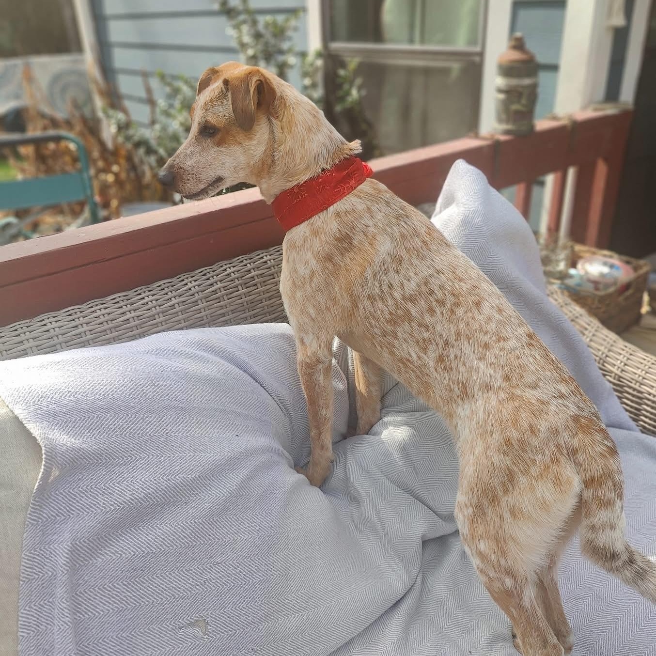 Tori, a Adoptable mixed breed in Fayetteville, NC image 5/6