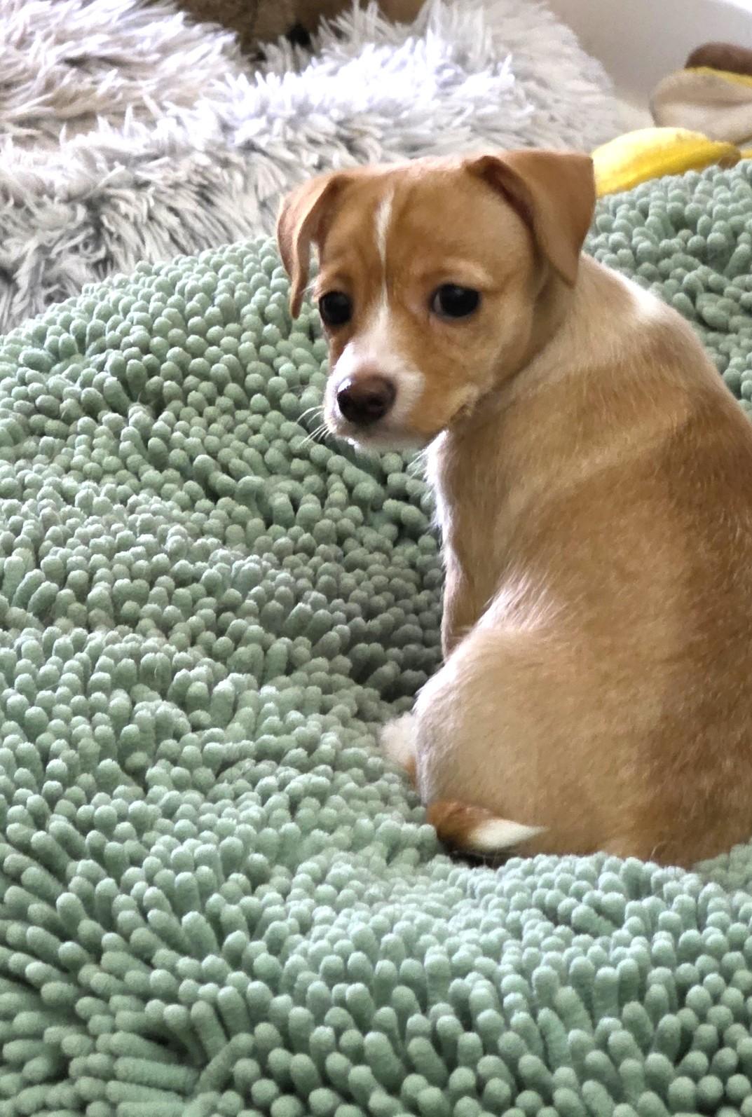 Bell, Adoptable, Puppy Female Terrier & Chihuahua.