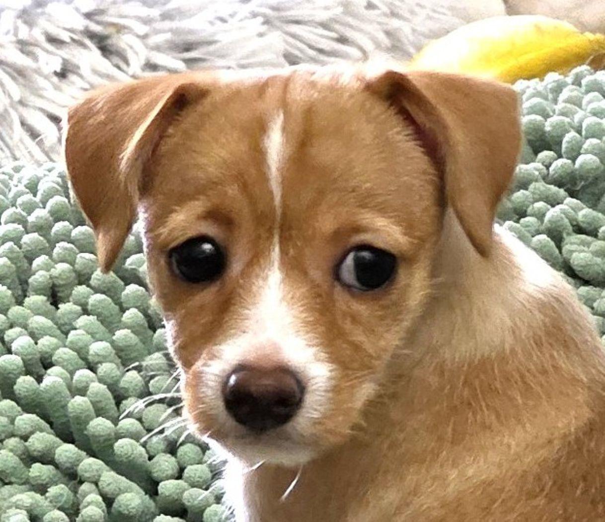 Enlarge Bell, a Adoptable mixed breed in Savannah, GA image 2/3
