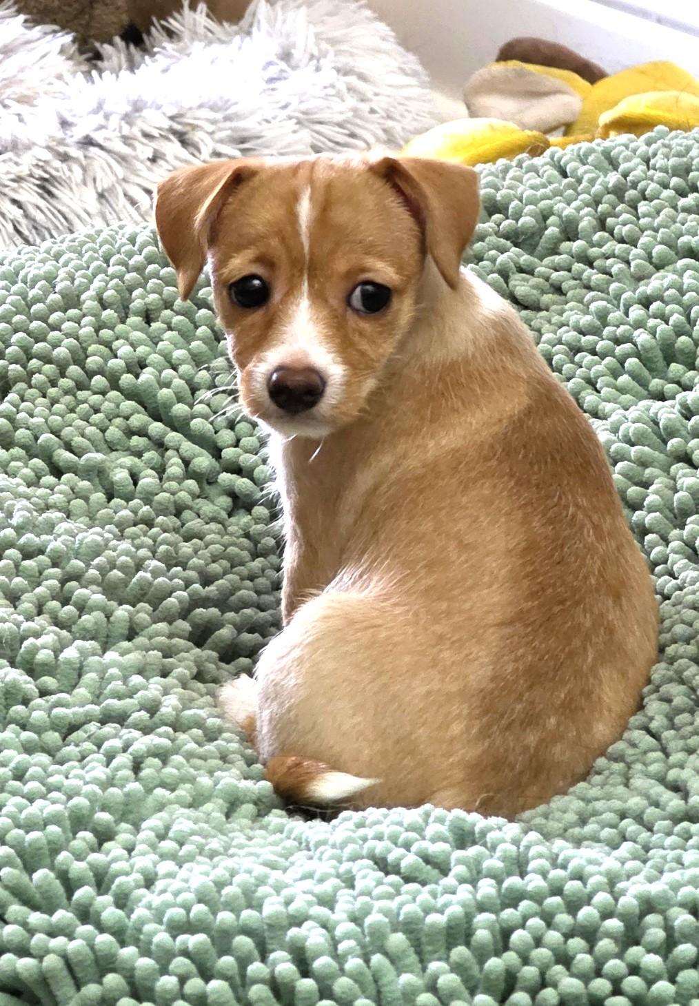 Enlarge Bell, a Adoptable mixed breed in Savannah, GA image 3/3